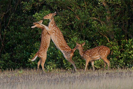 Sundarbans Tour Package
