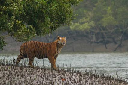 Sundarbans Tour Package