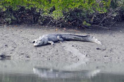 Sundarbans Tour Package