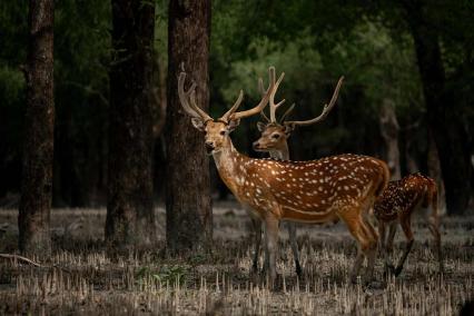 Sundarbans Tour Package