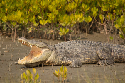 Sundarbans Tour Package