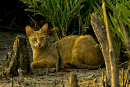 Sundarbans Tour Package