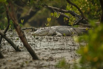 Sundarbans Tour Package