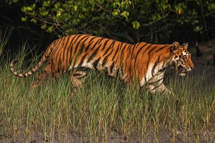 Sundarbans Tour Package